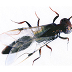 LO SCLERODERMA DOMESTICO (Hymenoptera Bethylidae) 