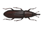 EUOPHRYUM (Euophryum Sp)