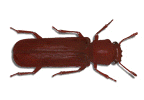 ICTIDE COMUNE (Lyctus Brunneus)